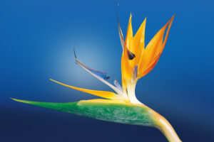 Bird of Paradise Flower4343117199